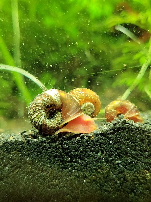 Ramshorn snails (Planorbella) in an aquarium: flat, coiled shells.