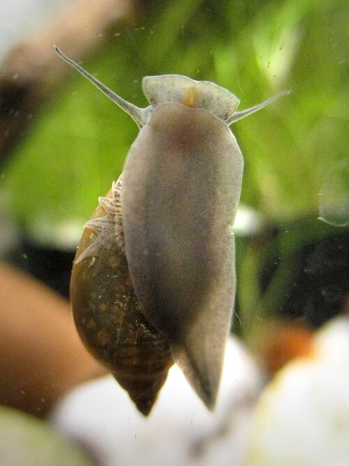 Bladder snail grazing algae off the glass: harmless, but they multiply fast when you overfeed.