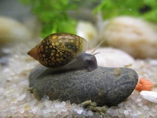 Bladder snail (Physella acuta) on a stone: shell opens to the left, mottled pattern.