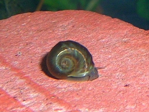 A small ramshorn snail from an aquarium.