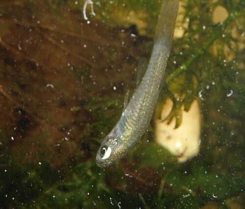 A lampeye hanging head-down in the water: a small fish with a swim bladder disorder.