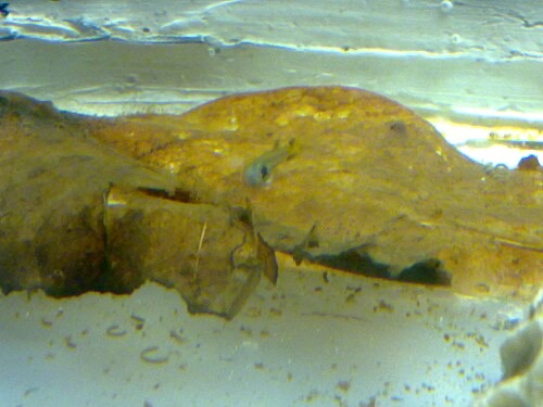 An Indian almond leaf in a tank, slowly releasing tannins that tint the water yellow-brown.