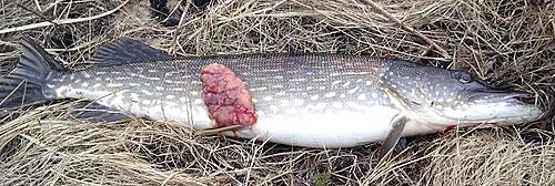 A wild pike with a raised, lumpy pink tumour (sarcoma) on its side.