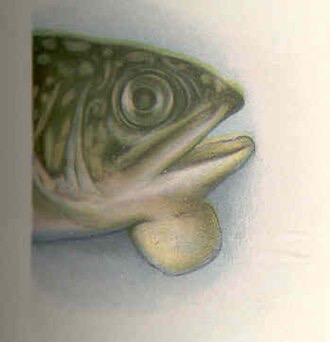 Old fisheries painting: a brook trout with a round tumour growing under its throat.