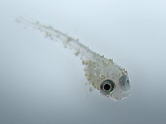 A two-week-old betta fry covered in velvet parasites: tiny gold-green specks all along the body.
